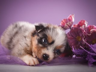 Обои цветы, взгляд, щенок, овчарка, австралийская овчарка, flowers, look, puppy, shepherd, australian shepherd разрешение 5172x3448 Загрузить