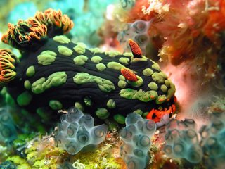 Обои краски, океан, растение, моллюск, кораллы, подводный мир, голожаберный моллюск, paint, the ocean, plant, clam, corals, underwater world, nudibranchs разрешение 1920x1200 Загрузить