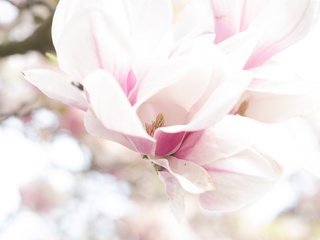 Обои цветение, макро, весна, магнолия, flowering, macro, spring, magnolia разрешение 2048x1324 Загрузить