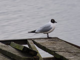 Обои природа, чайка, птица, клюв, перья, aristovart, nature, seagull, bird, beak, feathers разрешение 3168x2536 Загрузить