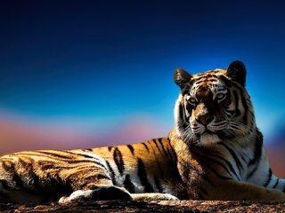 Обои тигр, глаза, морда, фон, взгляд, хищник, tiger, eyes, face, background, look, predator разрешение 1920x1080 Загрузить