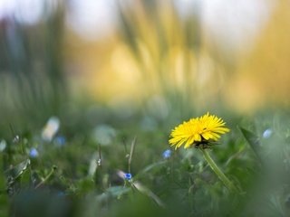 Обои цветы, трава, размытость, весна, одуванчик, flowers, grass, blur, spring, dandelion разрешение 2048x1365 Загрузить