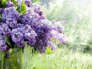 Обои цветы, трава, природа, ветки, весна, сирень, ведро, flowers, grass, nature, branches, spring, lilac, bucket разрешение 2880x1800 Загрузить