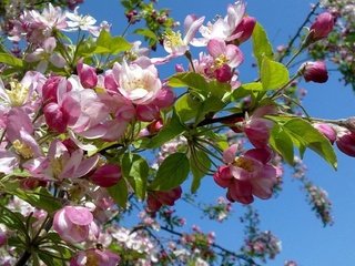 Обои небо, цветение, весна, яблоня, the sky, flowering, spring, apple разрешение 2560x1600 Загрузить