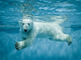 Обои вода, лапы, взгляд, медведь, белый медведь, полярный, северный, water, paws, look, bear, polar bear, polar, north разрешение 2560x1600 Загрузить