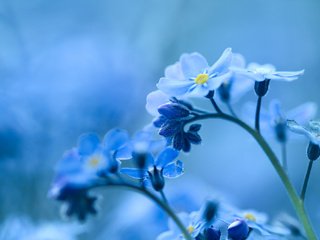 Обои цветы, природа, фон, голубые, незабудка, flowers, nature, background, blue, forget-me-not разрешение 2048x1365 Загрузить