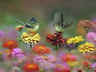 Обои цветы, природа, крылья, птицы, пара, цинния, циннии, flowers, nature, wings, birds, pair, zinnia, zinnias разрешение 2048x1367 Загрузить