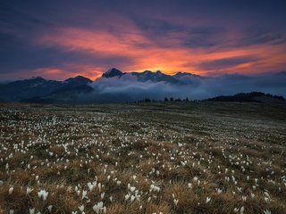 Обои цветы, трава, горы, туман, поле, blooming dawn, flowers, grass, mountains, fog, field разрешение 2500x1667 Загрузить