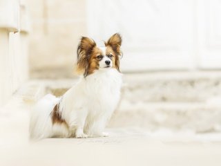 Обои фон, взгляд, собака, папильон, background, look, dog, papillon разрешение 2560x1707 Загрузить