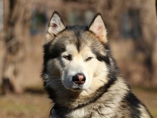 Обои морда, портрет, взгляд, собака, маламут, face, portrait, look, dog, malamute разрешение 1920x1280 Загрузить