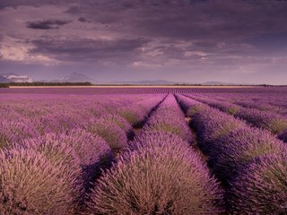 Обои небо, цветы, облака, поле, лаванда, прованс, the sky, flowers, clouds, field, lavender, provence разрешение 2048x1365 Загрузить