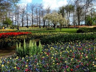 Обои природа, парк, весна, тюльпаны, нарциссы, клумбы, мускари, nature, park, spring, tulips, daffodils, beds, muscari разрешение 2560x1600 Загрузить