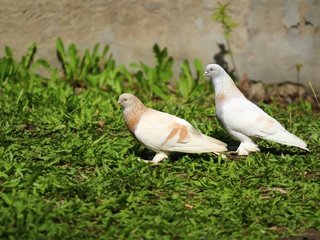 Обои природа, фон, птицы, клюв, перья, травка, голубь, голуби, nature, background, birds, beak, feathers, weed, dove, pigeons разрешение 1920x1280 Загрузить