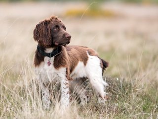 Обои взгляд, собака, друг, ошейник, спаниель, ирландский сеттер, andy aveyard, look, dog, each, collar, spaniel, irish setter разрешение 2048x1366 Загрузить