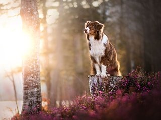 Обои цветы, собака, рыжая, пень, кейли, австралийская овчарка, dackelpuppy, flowers, dog, red, stump, kaylee, australian shepherd разрешение 2048x1327 Загрузить