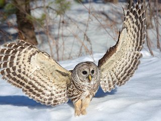 Обои сова, снег, зима, крылья, неясыть, owl, snow, winter, wings разрешение 1920x1200 Загрузить