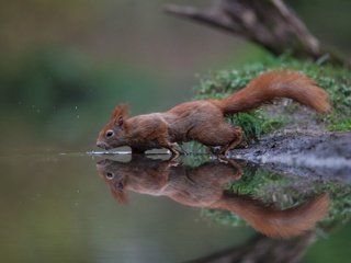 Обои вода, отражение, рыжая, белка, хвост, белочка, грызун, water, reflection, red, protein, tail, squirrel, rodent разрешение 2048x1410 Загрузить