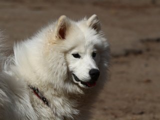 Обои взгляд, собака, лайка, самоед, look, dog, laika, samoyed разрешение 1920x1280 Загрузить