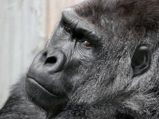 Обои глаза, морда, взгляд, обезьяна, горилла, eyes, face, look, monkey, gorilla разрешение 2048x1353 Загрузить