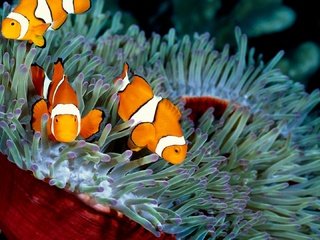 Обои рыбы, подводный мир, рыба-клоун, актиния, fish, underwater world, clown fish, actinium разрешение 3840x2160 Загрузить