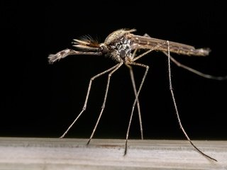 Обои насекомое, фон, комар, москит, aedes albifasciatus, insect, background, the mosquito, mosquito разрешение 2048x1366 Загрузить