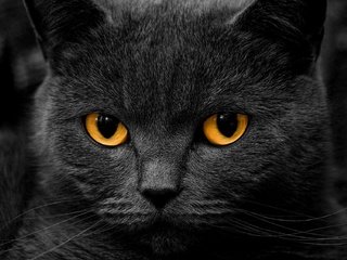 Обои глаза, фон, кот, усы, кошка, взгляд, дымчатый кот, eyes, background, cat, mustache, look, smokey cat разрешение 2000x1125 Загрузить
