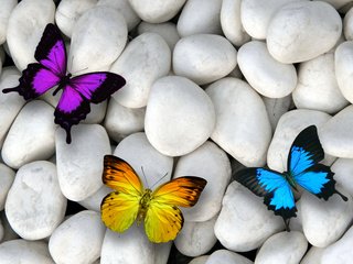 Обои камни, галька, разноцветные, крылья, насекомые, бабочки, stones, pebbles, colorful, wings, insects, butterfly разрешение 3000x2000 Загрузить