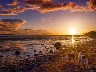 Обои небо, природа, берег, закат, друзья, собаки, солнечный свет, the sky, nature, shore, sunset, friends, dogs, sunlight разрешение 1920x1274 Загрузить