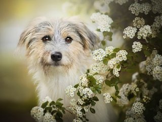 Обои цветение, собака, боке, лилли, flowering, dog, bokeh, lilly разрешение 2048x1277 Загрузить