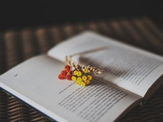 Обои цветы, ягоды, букетик, книга, рябина, страницы, flowers, berries, a bunch, book, rowan, page разрешение 2048x1363 Загрузить