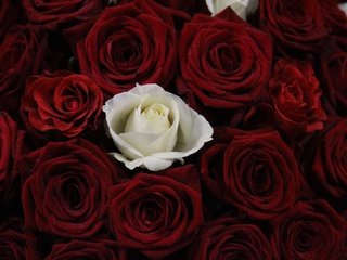 Обои цветы, бутоны, розы, красные, букет, роза белая, flowers, buds, roses, red, bouquet, rose white разрешение 5184x3456 Загрузить