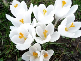 Обои цветы, трава, весна, белые, крокусы, flowers, grass, spring, white, crocuses разрешение 3840x2400 Загрузить