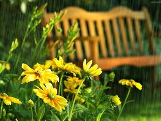 Обои цветы, парк, капли, лето, дождь, скамья, рудбекия, flowers, park, drops, summer, rain, bench, rudbeckia разрешение 2048x1365 Загрузить