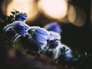 Обои цветы, природа, весна, сон-трава, прострел, ville airo, flowers, nature, spring, sleep-grass, cross разрешение 2560x1707 Загрузить