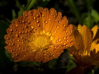 Обои цветы, макро, капли, лепестки, календула, ноготки, flowers, macro, drops, petals, calendula, marigolds разрешение 2048x1365 Загрузить