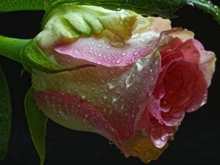 Обои макро, цветок, капли, роза, бутон, черный фон, macro, flower, drops, rose, bud, black background разрешение 3000x2002 Загрузить