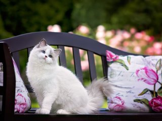 Обои подушки, кот, кошка, животное, скамья, рэгдолл, pillow, cat, animal, bench, ragdoll разрешение 2048x1223 Загрузить