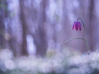 Обои природа, фон, цветок, рябчик шахматный, nature, background, flower, grouse chess разрешение 2560x1623 Загрузить