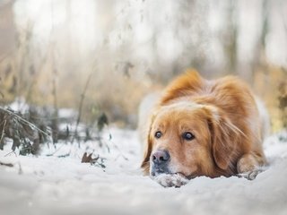 Обои снег, зима, настроение, собака, золотистый ретривер, snow, winter, mood, dog, golden retriever разрешение 3600x2400 Загрузить