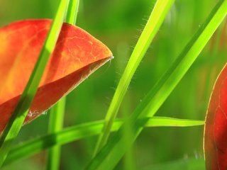 Обои трава, природа, листья, макро, grass, nature, leaves, macro разрешение 2048x1332 Загрузить