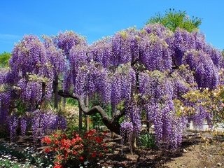 Обои деревья, цветение, парк, весна, тюльпаны, глициния, вистерия, trees, flowering, park, spring, tulips, wisteria разрешение 4000x2667 Загрузить