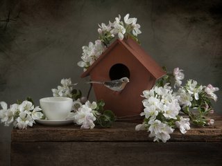 Обои ветки, доски, чашка, птичка, яблоня, скворечник, branches, board, cup, bird, apple, birdhouse разрешение 3008x2000 Загрузить