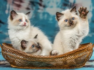 Обои животные, кошки, котята, корзинка, троица, рэгдолл, animals, cats, kittens, basket, trinity, ragdoll разрешение 2048x1447 Загрузить