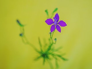 Обои цветок, лепестки, размытость, стебель, живокость, flower, petals, blur, stem разрешение 3870x3264 Загрузить