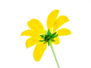 Обои желтый, цветок, капли, лепестки, белый фон, эхинацея, yellow, flower, drops, petals, white background, echinacea разрешение 4896x3264 Загрузить