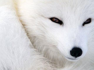 Обои глаза, мордочка, взгляд, животное, песец, полярная лисица, eyes, muzzle, look, animal, fox, polar fox разрешение 1920x1080 Загрузить