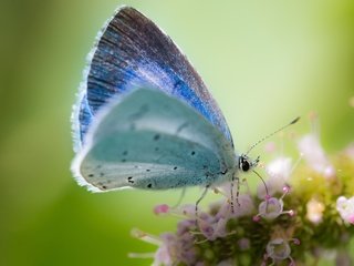 Обои макро, фон, цветок, бабочка, macro, background, flower, butterfly разрешение 1920x1200 Загрузить