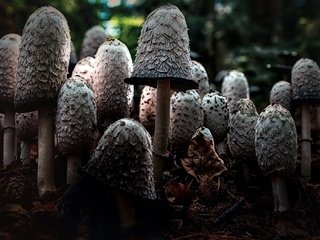 Обои природа, фон, грибы, шляпки, nature, background, mushrooms, hats разрешение 2048x1371 Загрузить