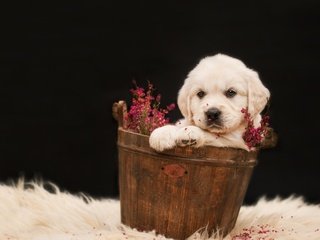 Обои щенок, ретривер, милый, золотистый ретривер, puppy, retriever, cute, golden retriever разрешение 1920x1200 Загрузить