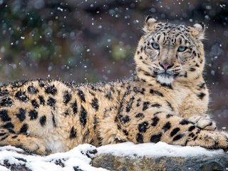 Обои снег, зима, хищник, снежный барс, ирбис, snow, winter, predator, snow leopard, irbis разрешение 3840x2160 Загрузить